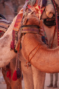 Midsection of person wearing mask on desert