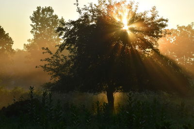 Sunlight streaming through trees on field during sunset