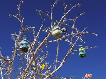 Low angle view of bird on branch against blue sky