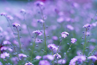 Close-up of purple forget-me-not blooming outdoors