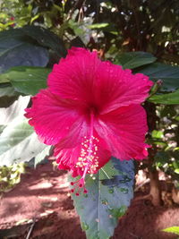 Close-up of pink flowering plant