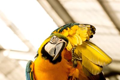 yellow