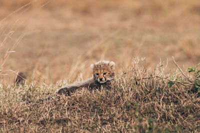 Portrait of cat on field