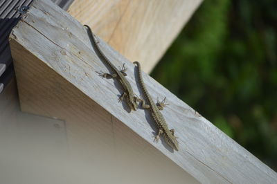 Close-up of insect on wood