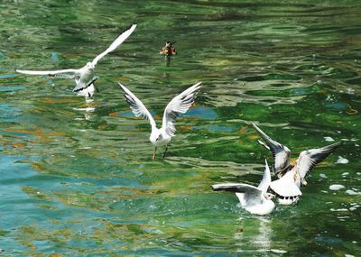 Seagull flying over water