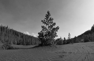 tree