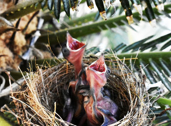 Close-up of young birds in nest