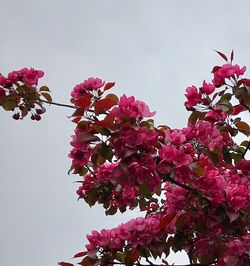 Low angle view of pink flowers blooming on tree against sky