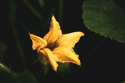 Close-up of wilted flower against black background