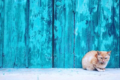 Portrait of cat sitting against blue wooden wall