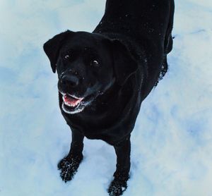 Portrait of black dog in snow