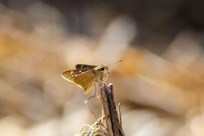 Close-up of insect on twig