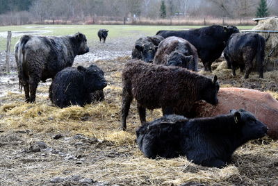 Galloway cattles.