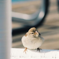 Close-up of sparrow perching on railing