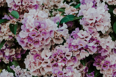 Close-up of pink flowering plants