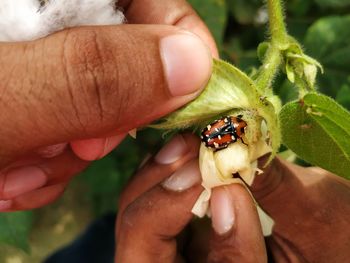 Close-up of hand holding small insect