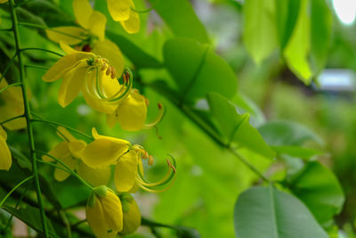 Close-up of yellow flowering plant