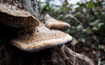 Close-up of tree trunk