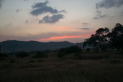 Scenic view of trees on field against sky during sunset