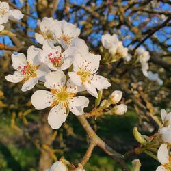 Close-up of white cherry blossoms in spring