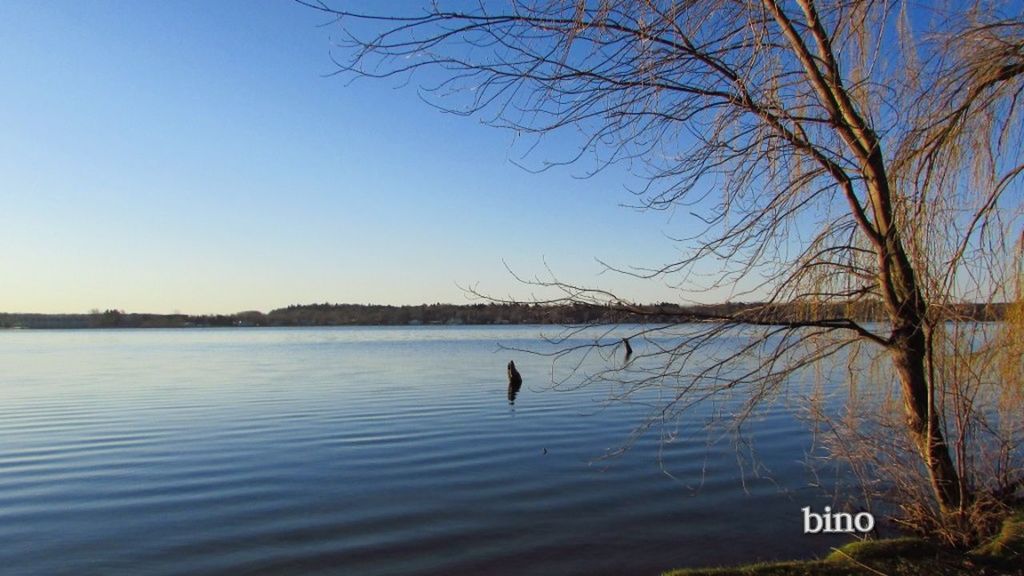 water, animal themes, lake, sky, animal, bird, tree, scenics - nature, animal wildlife, vertebrate, animals in the wild, tranquility, beauty in nature, nature, plant, tranquil scene, no people, one animal, waterfront, outdoors