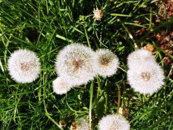 Close-up of dandelion on field