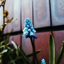 Close-up of blue flowering plant