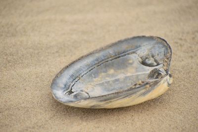 Close-up of fish on sand