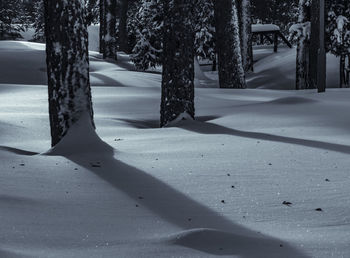 Trees on snow covered field