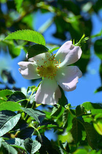 Close-up of white flowering plant