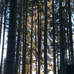 Low angle view of bamboo trees in forest