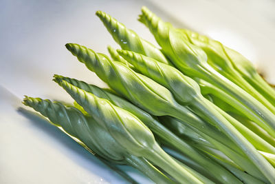 Close-up of green leaf against white background