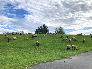 Flock of sheep on grassy field against sky