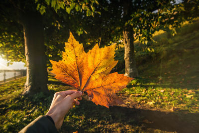 Close-up of hand holding maple leaf