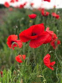 Close-up of red poppy flowers on field