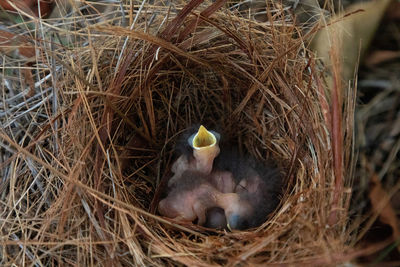 High angle view of birds in nest