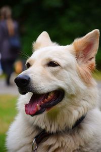 Close-up of dog looking away