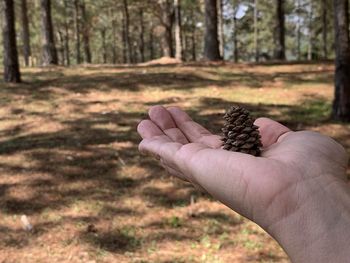 Cropped image of person holding plant in forest