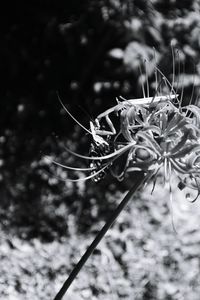 Close-up of plant against blurred background