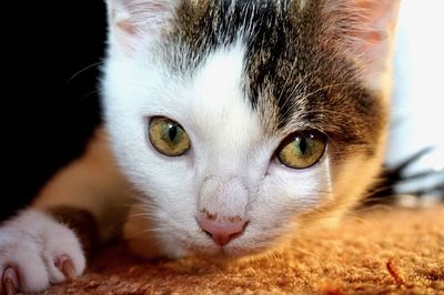 Close-up portrait of cat