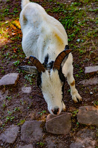 animal
