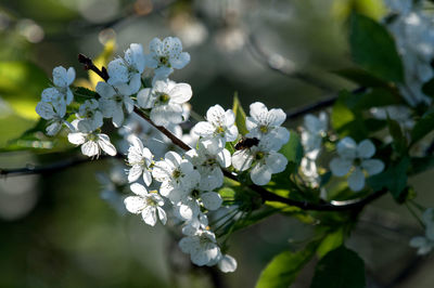 Close-up of white cherry blossom tree