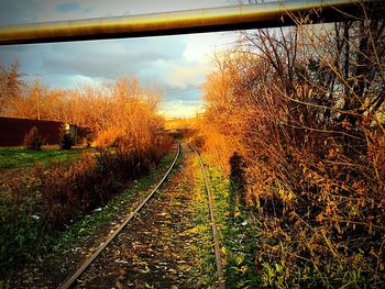 Railroad track amidst bare trees during autumn