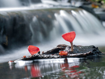 Close-up of red rock in lake