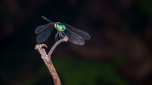 Close-up of dragonfly on leaf