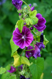 Close-up of purple flowering plant