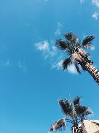 Low angle view of palm tree against blue sky