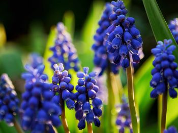 Close-up of purple flowering plants