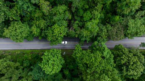 Aerial top view of road in green tree forest, top view from drone of rural road, mountains, forest.