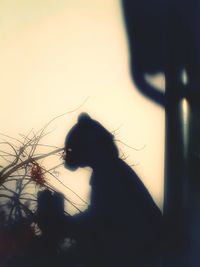 Close-up of silhouette hand against tree during sunset